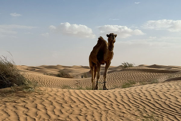 Sahara